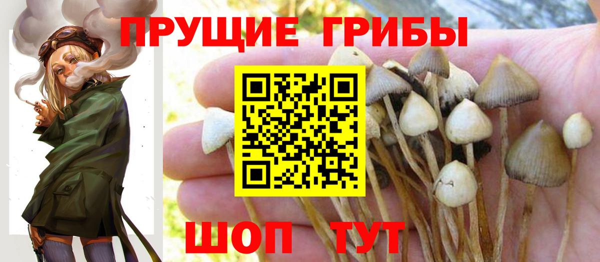 Галлюциногенные грибы Psilocybe Киров